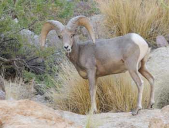 bighorn sheep